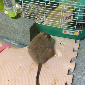 今日のレイ(^^)の画像