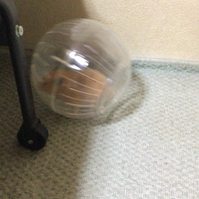 ピーたんの散歩から！の画像
