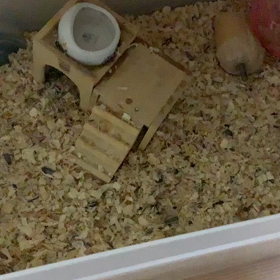 今晩も雨音が☔️の画像