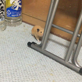 脱走を試みるピーたん(^-^)の画像