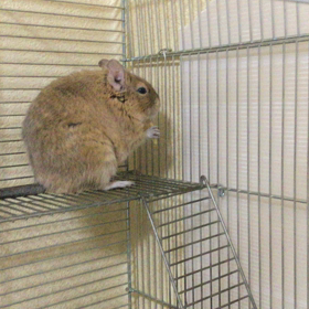 レイの朝食の画像