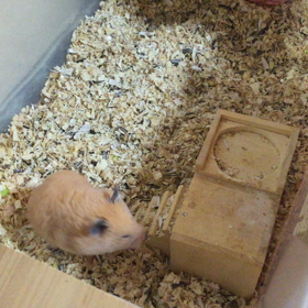 ピーたんの散歩時間^_^の画像