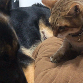 大型犬も小型犬も猫も完全室内生活ですの画像