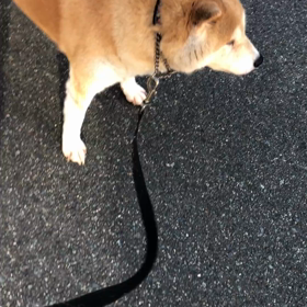 ワンワンワンの日の  画像