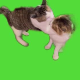 夢は夜開くの画像