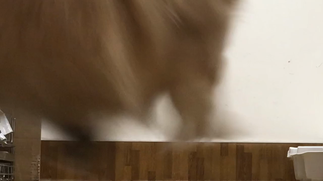 ペキオを踏まないようにスススーって走ります。の記事動画
