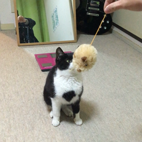 猫日常の画像