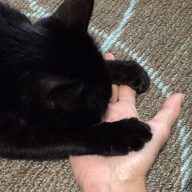 ねこの画像