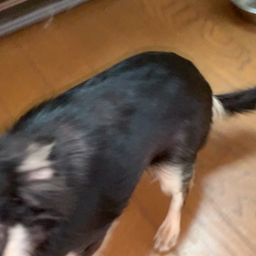 今朝のティティの画像