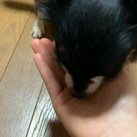 ティッちゃん薬を飲む！！の画像
