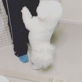 新しいオモチャ(*^^*)の画像