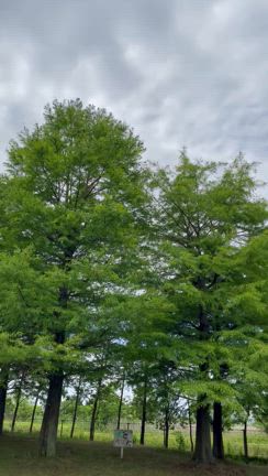 紫陽花の6のつく日のおまじないの記事動画