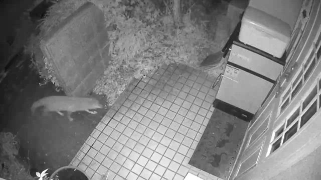 雪が降りました。の記事動画