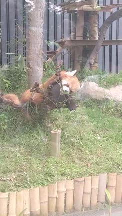またまた！レッサーパンダの記事動画