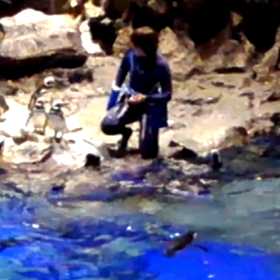 すみだ水族館その2.動画の画像