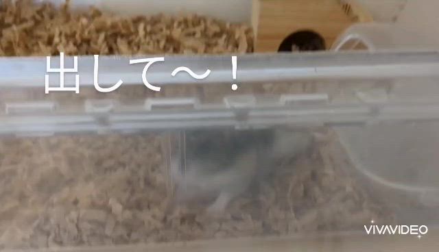 サラミの異変③回復しましたの記事動画