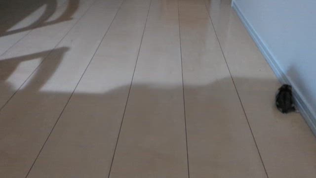サラミの異変③回復しましたの記事動画