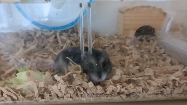 サラミの異変①異常行動の記事動画