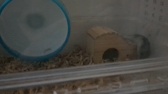 サラミの異変②看取りの覚悟···からのの記事動画