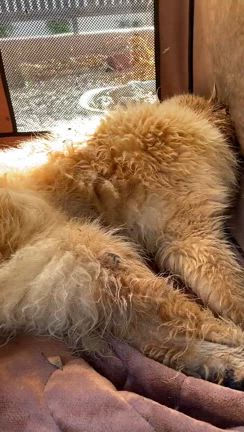 老犬キキの事の記事動画