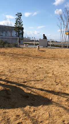 看板犬のスマイル　初めての砂浜RUN！の記事動画