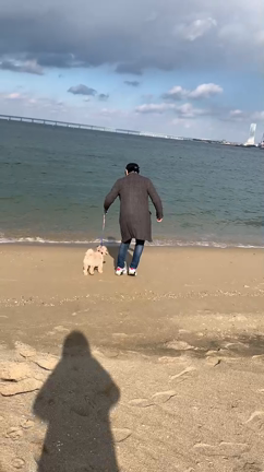 看板犬のスマイル　初めての砂浜RUN！の記事動画
