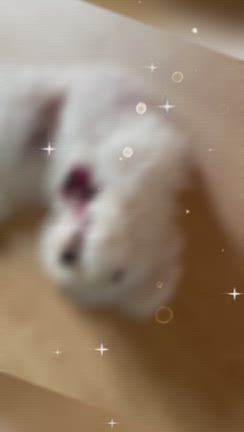 bebe＆coco  ( > <。)  復旧まで3ヶ月かかるそうですの記事動画