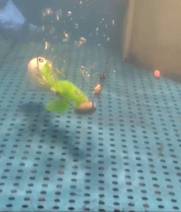 　駿パパ大蛸釣り仕掛け（今年はこれで蛸を釣ります）の記事動画