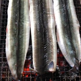 動画一覧｜駿パパⅡタコ釣り日誌