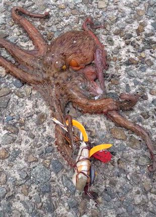 タコ釣りの聖地・淡路島！大蛸、痛恨のバラシからの〜、。！の記事動画