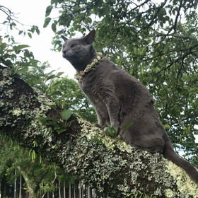 コロナ禍の意味⑨ーエホバの思いを慮る※追記しましたの画像