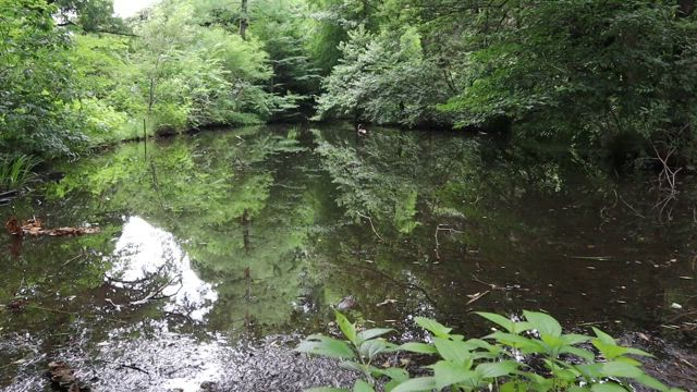 小石川植物園 夏　前編の記事動画