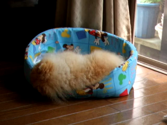 動画:Pomeranian after his dream...の記事動画
