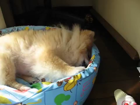 動画:Pomeranian after his dream...の記事動画