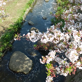 二ケ領本川の桜の画像