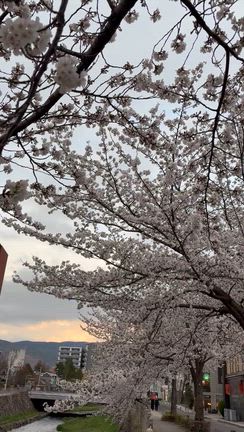 信州にて川沿いの桜、たまらんGood♡の記事動画