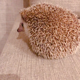 かなしみ。の画像