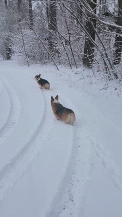 原村にSnow Manがやってきたの記事動画