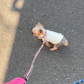 トリミングサロンへGo!の画像