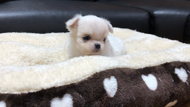 チワワ【こさきベビー】子犬情報 U^ェ^Uの記事動画