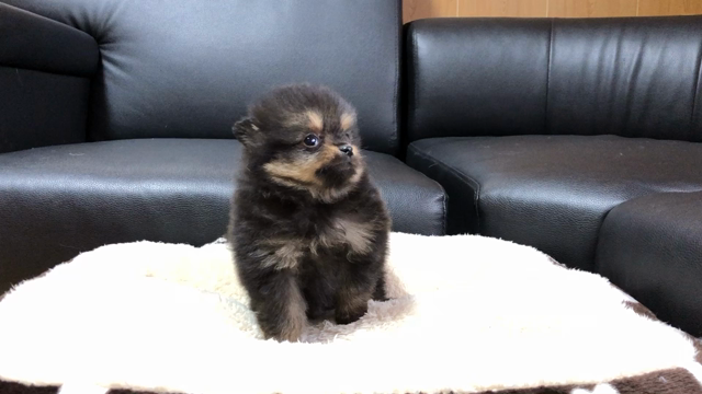 #募集です #ポメラニアン 2019年10月10日生まれブラックタン　女の子#ポメ...の記事動画