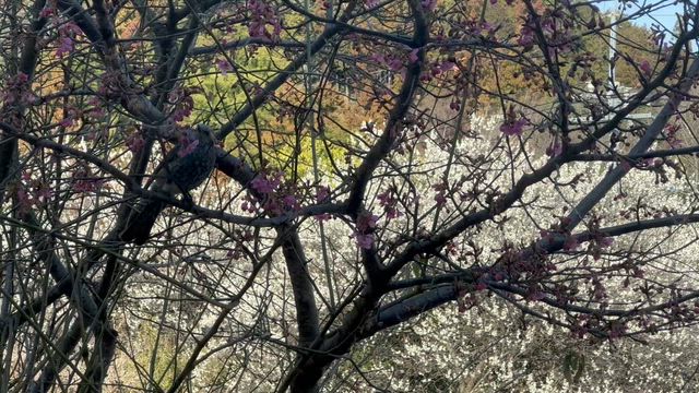 梅満開の記事動画
