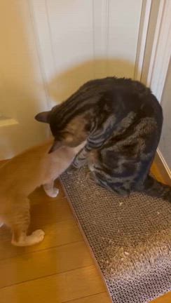 チャタトライアル╰(*´︶`*)╯♡の記事動画