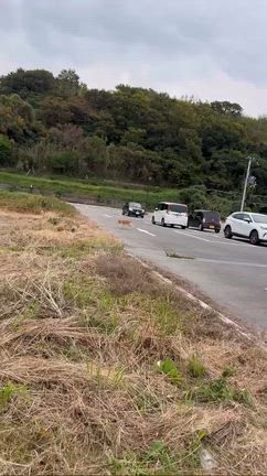 淡路市で迷い犬の記事動画