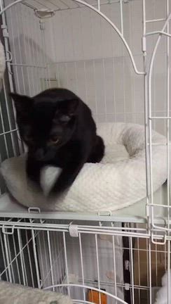 岩男正式譲渡です╰(*´︶`*)╯♡の記事動画