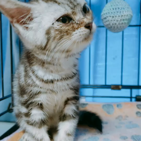 繁殖地獄からのレスキューのサムネイル画像