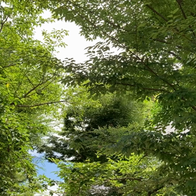 蝉の声の画像