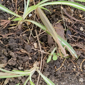 カマキリが私から逃げるの画像