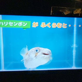 ハリセンボンの画像