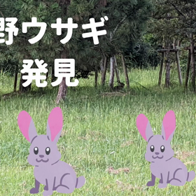 野ウサギ発見の画像